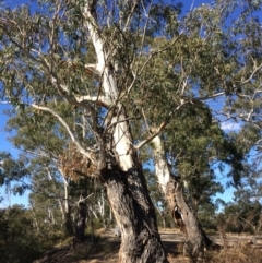 Eucalyptus viminalis (Ribbon Gum) at Oallen, NSW - 11 Jul 2018 by alexwatt