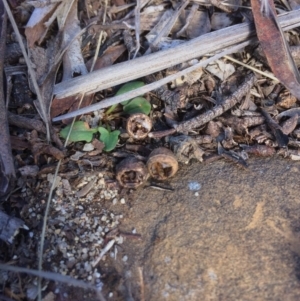 Eucalyptus viminalis at Oallen, NSW - 11 Jul 2018