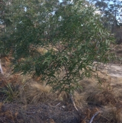 Eucalyptus viminalis at QPRC LGA - 11 Jul 2018 01:37 PM