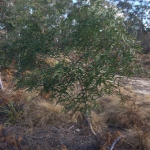 Eucalyptus viminalis at QPRC LGA - 11 Jul 2018