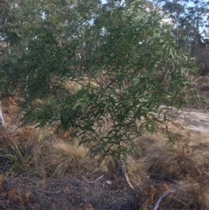 Eucalyptus viminalis at QPRC LGA - 11 Jul 2018 01:37 PM