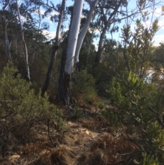 Eucalyptus viminalis at Oallen, NSW - 11 Jul 2018
