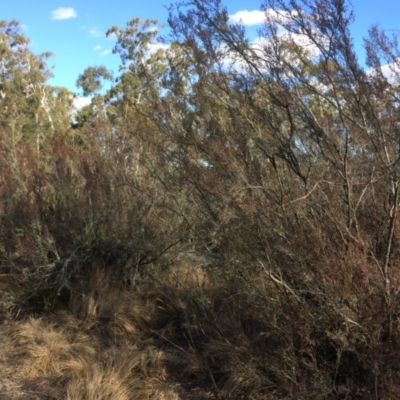 Leptospermum (genus) (Tea Tree) at Oallen, NSW - 11 Jul 2018 by alexwatt