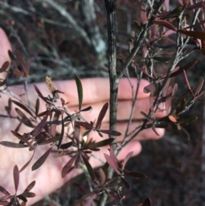 Leptospermum sp. at Oallen, NSW - 11 Jul 2018