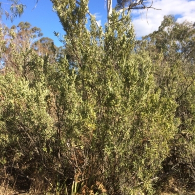 Grevillea arenaria subsp. arenaria (Nepean Spider Flower) at Oallen, NSW - 11 Jul 2018 by alexwatt