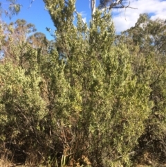 Grevillea arenaria subsp. arenaria (Nepean Spider Flower) at Oallen, NSW - 11 Jul 2018 by alex_watt