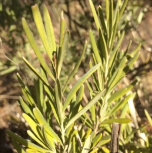 Grevillea arenaria subsp. arenaria at Oallen, NSW - 11 Jul 2018