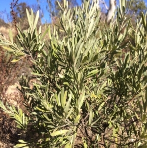 Grevillea arenaria subsp. arenaria at Oallen, NSW - 11 Jul 2018