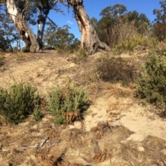 Grevillea arenaria subsp. arenaria at Oallen, NSW - 11 Jul 2018