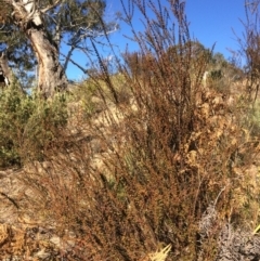 Daviesia squarrosa (Rough Bitter-pea) at Oallen, NSW - 11 Jul 2018 by alexwatt