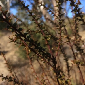 Daviesia squarrosa at Oallen, NSW - 11 Jul 2018