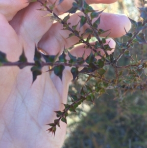 Daviesia squarrosa at Oallen, NSW - 11 Jul 2018