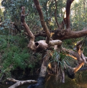 Native tree with hollow(s) at undefined - 13 Jul 2018