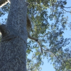 Native tree with hollow(s) (Native tree with hollow(s)) at Mogo State Forest - 13 Jul 2018 by nickhopkins