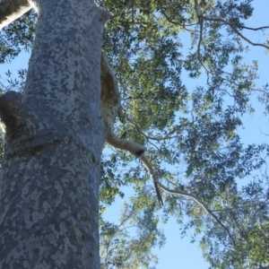 Native tree with hollow(s) at Mogo State Forest - 13 Jul 2018 10:16 AM