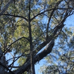 Native tree with hollow(s) (Native tree with hollow(s)) at Mogo State Forest - 13 Jul 2018 by nickhopkins