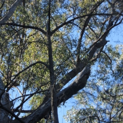 Native tree with hollow(s) (Native tree with hollow(s)) at Mogo State Forest - 12 Jul 2018 by nickhopkins