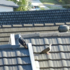 Columba leucomela (White-headed Pigeon) at Merimbula, NSW - 15 Feb 2018 by SueMuffler