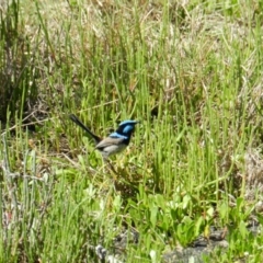 Malurus cyaneus (Superb Fairywren) at Merimbula, NSW - 3 Jan 2018 by SueMuffler