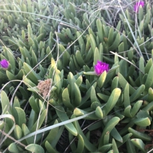 Carpobrotus glaucescens at Murramarang Aboriginal Area - 13 Jul 2018