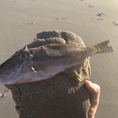 Nelusetta ayraud (Chinaman Leatherjacket) at Batemans Marine Park - 13 Jul 2018 by Winston