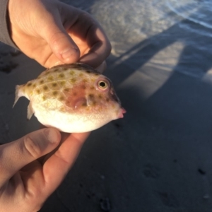 Anoplocapros inermis at Batemans Marine Park - 13 Jul 2018