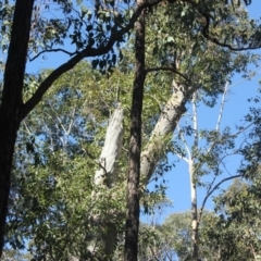 Native tree with hollow(s) (Native tree with hollow(s)) at Mogo State Forest - 13 Jul 2018 by nickhopkins