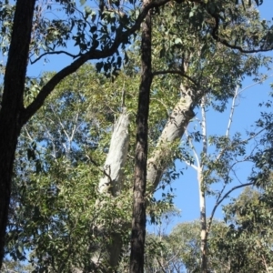 Native tree with hollow(s) at Mogo State Forest - 13 Jul 2018