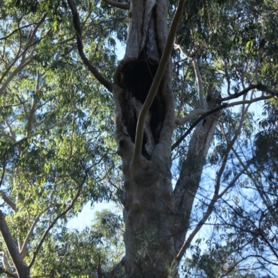 Native tree with hollow(s) (Native tree with hollow(s)) at Mogo State Forest - 13 Jul 2018 by nickhopkins