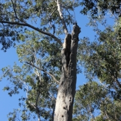 Native tree with hollow(s) (Native tree with hollow(s)) at Mogo State Forest - 13 Jul 2018 by nickhopkins
