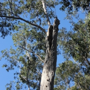Native tree with hollow(s) at Mogo State Forest - 13 Jul 2018