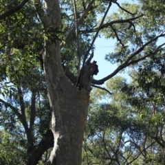 Native tree with hollow(s) (Native tree with hollow(s)) at Mogo State Forest - 13 Jul 2018 by nickhopkins