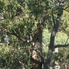 Native tree with hollow(s) (Native tree with hollow(s)) at Mogo State Forest - 13 Jul 2018 by nickhopkins