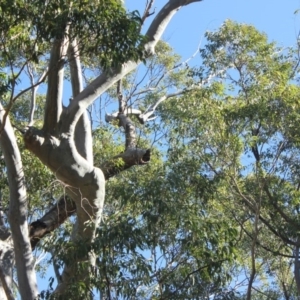 Native tree with hollow(s) at Mogo State Forest - 13 Jul 2018 11:37 AM