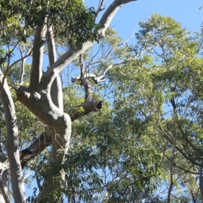 Native tree with hollow(s) (Native tree with hollow(s)) at Mogo State Forest - 13 Jul 2018 by nickhopkins