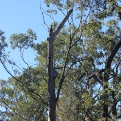 Native tree with hollow(s) (Native tree with hollow(s)) at Mogo State Forest - 13 Jul 2018 by nickhopkins