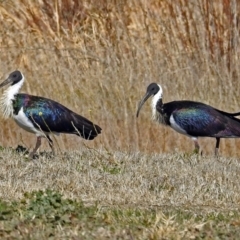 Threskiornis spinicollis (Straw-necked Ibis) at Fyshwick, ACT - 13 Jul 2018 by RodDeb