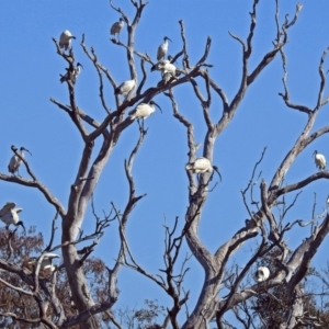 Threskiornis molucca at Hume, ACT - 13 Jul 2018