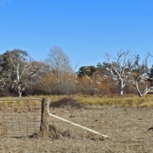 Threskiornis molucca at Hume, ACT - 13 Jul 2018