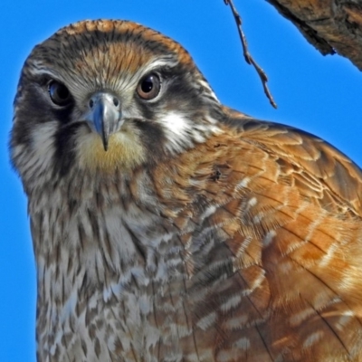 Falco berigora (Brown Falcon) at Jerrabomberra Wetlands - 13 Jul 2018 by RodDeb