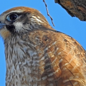 Falco berigora at Fyshwick, ACT - 13 Jul 2018