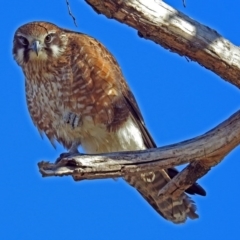 Falco berigora at Fyshwick, ACT - 13 Jul 2018 01:01 PM