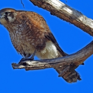 Falco berigora at Fyshwick, ACT - 13 Jul 2018