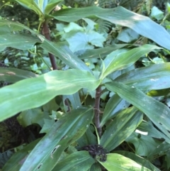 Pollia crispata at undefined - 1 Jul 2018 09:59 AM