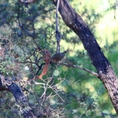 Acanthiza lineata at Tanja, NSW - 17 Jun 2018 10:56 AM