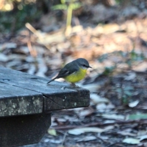 Eopsaltria australis at Tanja, NSW - 17 Jun 2018