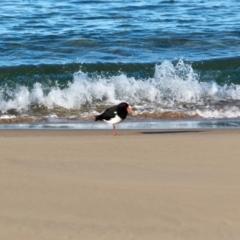 Haematopus longirostris (Australian Pied Oystercatcher) at Tanja Lagoon - 17 Jun 2018 by RossMannell