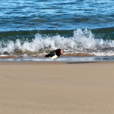 Haematopus longirostris (Australian Pied Oystercatcher) at Tanja, NSW - 16 Jun 2018 by RossMannell