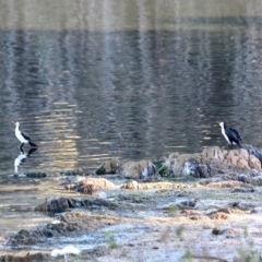 Microcarbo melanoleucos (Little Pied Cormorant) at Tanja Lagoon - 17 Jun 2018 by RossMannell