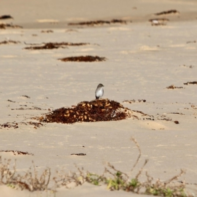 Microeca fascinans (Jacky Winter) at Tanja Lagoon - 17 Jun 2018 by RossMannell